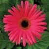 Festival Neon Rose With Eye Gerbera