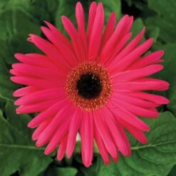 Festival Neon Rose With Eye Gerbera