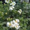 Giant Snowflake Bacopa Plant -Annual Plants Popular Shop giant snowflake bacopa 1059 detail