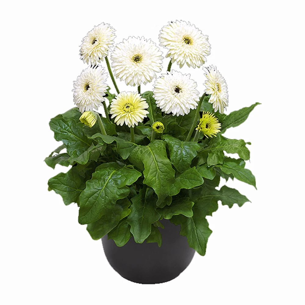 Glacier® Patio Gerbera 3 Glacier® Patio Gerbera