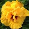 Gold Cajun Hibiscus -Annual Plants Popular Shop gold cajun hibiscus plant 1793 detail