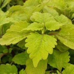 Gold Lace Coleus Plant