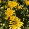 Gold Star Perennial Mum Plant -Annual Plants Popular Shop gold star perennial mum plants 555 detail