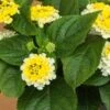 Golden Zinger Lantana Plant -Annual Plants Popular Shop gold zinger lantana plant 1396 detail