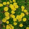 Wheels Of Wonder® Golden Wonder Delosperma (Ice Plant)