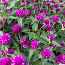 Purple Pinball Gomphrena Plant