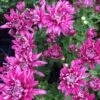 Grape Glow Perennial Mum Plant -Annual Plants Popular Shop grape glow perennial mum plant 1741 detail