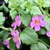 Scopia® Great Pink Shade Bacopa Plant -Annual Plants Popular Shop great pink shade scopia bacopa 1534 detail