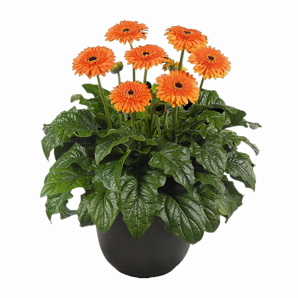 Great Smoky Mountains® Patio Gerbera 3 Great Smoky Mountains® Patio Gerbera