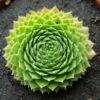 Green Wheel Sempervivum (Hens And Chicks) 1 Green Wheel Sempervivum (Hens And Chicks) -Annual Plants Popular Shop green wheel sempervivum plant 1678 detail