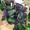 Purple Velvet 1 Purple Velvet -Annual Plants Popular Shop gynura aurantiaca plant 1134 detail