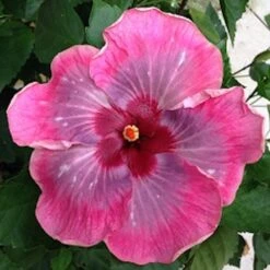 Handsome Ty Cajun Hibiscus