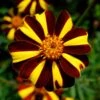 Harlequin Marigold -Annual Plants Popular Shop harlequin marigold plant 1843 detail