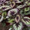 Harmony's Starry Night Rex Begonia Plant 2 Harmony's Starry Night Rex Begonia Plant -Annual Plants Popular Shop harmonys starry night rex begonia plant 2178 detail