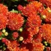 Harvest Igloo Perennial Mum Plant 2 Harvest Igloo Perennial Mum Plant -Annual Plants Popular Shop harvest igloo perennial mum plant 444 general