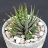 Haworthia Zebra -Annual Plants Popular Shop haworthia zebra plant 1475 detail