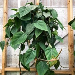 Heart Leaf Philodendron