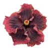 Heart Of Darkness Cajun Hibiscus -Annual Plants Popular Shop heart of darkness cajun hibiscus plant 2039 detail