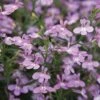 Laguna® Heavenly Lilac Lobelia 2 Laguna® Heavenly Lilac Lobelia -Annual Plants Popular Shop heavenly lilac lobelia plant 66 detail