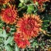 High Regards Perennial Mum Plant 2 High Regards Perennial Mum Plant -Annual Plants Popular Shop high regards perennial mum plant 413 detail