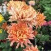 Homecoming Perennial Mum Plant -Annual Plants Popular Shop homecoming perennial mum plant 859 detail
