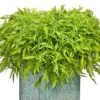 Illusion™ Emerald Lace Ipomoea Plant -Annual Plants Popular Shop illusion emerald lace ipomoea 66 detail