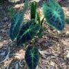 Illustris Colocasia -Annual Plants Popular Shop illustris colocasia plant 408 detail