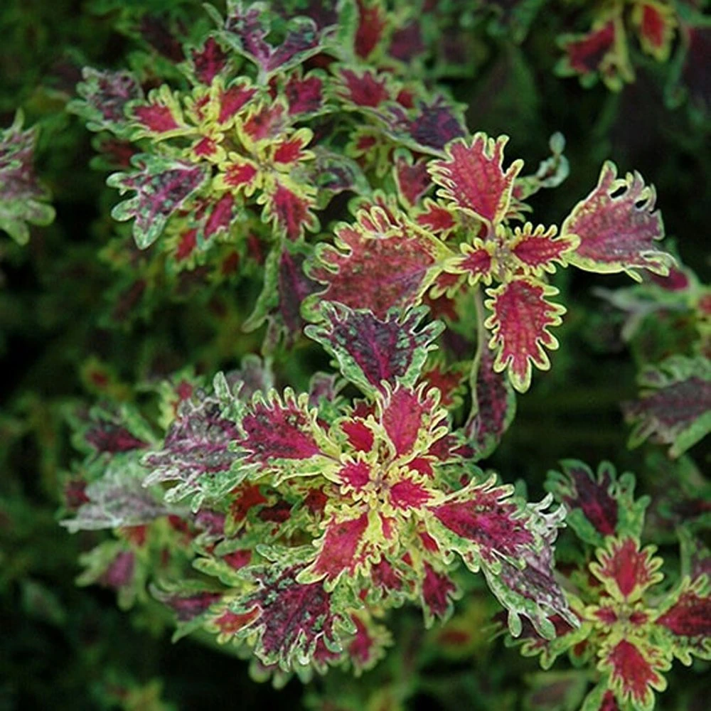 India Frills Coleus Plant 3 India Frills Coleus Plant
