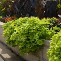 Marguerite Ipomoea Plant