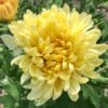 Irish Linen Perennial Mum Plant -Annual Plants Popular Shop irish linen perennial mum plant 584 detail