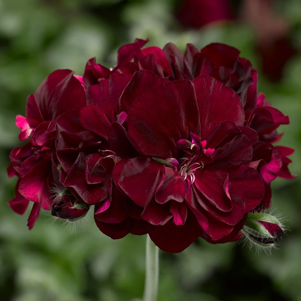 Ivy League® Burgundy Ivy Geranium Plant 3 Ivy League® Burgundy Ivy Geranium Plant