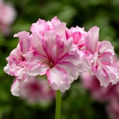Ivy League® Cherry Blossom Ivy Geranium Plant