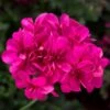 Ivy League® Deep Pink Ivy Geranium Plant -Annual Plants Popular Shop ivy league deep pink ivy geranium plant 17 detail