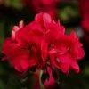 Ivy League® Hot Coral Ivy Geranium Plant