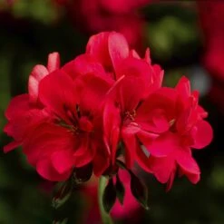 Ivy League® Hot Coral Ivy Geranium Plant