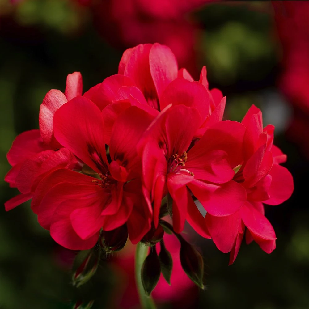 Ivy League® Hot Coral Ivy Geranium Plant