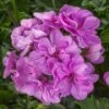 Ivy League® Light Lavender Ivy Geranium Plant -Annual Plants Popular Shop ivy league light lavender geranium plant 2161 detail