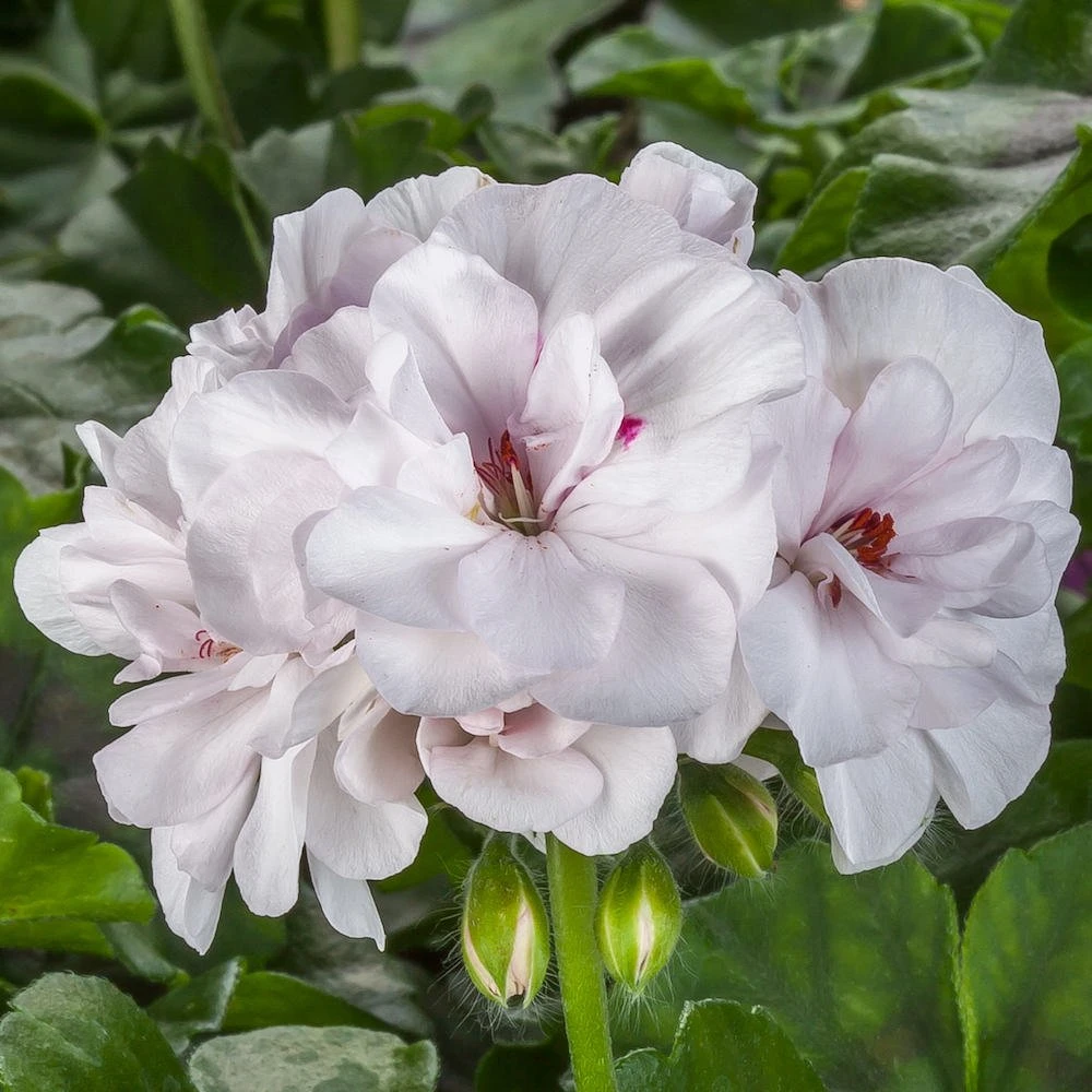 Ivy League® White Ivy Geranium Plant 3 Ivy League® White Ivy Geranium Plant