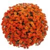 Belgian Mum® Izola Orange Plant -Annual Plants Popular Shop izola orange belgian mum plant 1840 detail