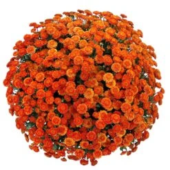 Belgian Mum® Izola Orange Plant