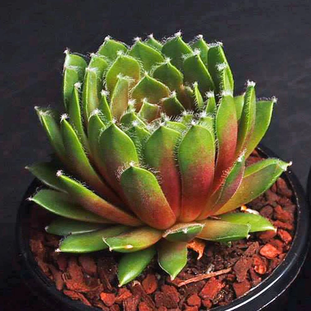 Jade Rose Sempervivum (Hens And Chicks) 3 Jade Rose Sempervivum (Hens And Chicks)