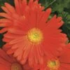 Jaguar™ Deep Orange Gerbera -Annual Plants Popular Shop jaguar deep orange gerbera plant 148 detail