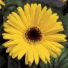 Jaguar™ Yellow Dark Center Gerbera -Annual Plants Popular Shop jaguar deep yellow gerbera plant 1028 detail