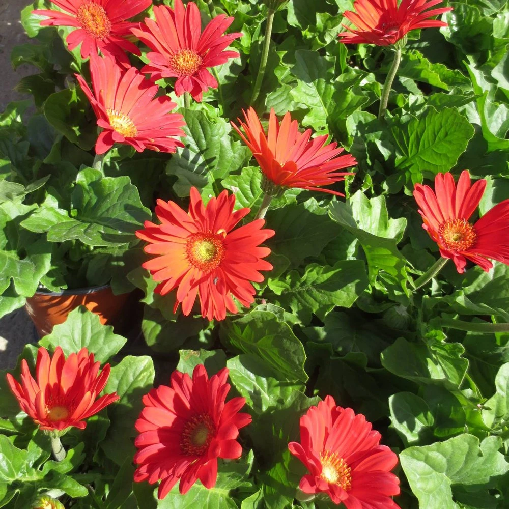 Jaguar™ Red Gerbera 3 Jaguar™ Red Gerbera