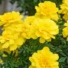 Janie Bright Yellow Marigold -Annual Plants Popular Shop janie bright yellow marigold plant 52 detail