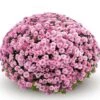 Belgian Mum® Jasoda Pink Plant -Annual Plants Popular Shop jasoda dark pink belgian mum plant 322 detail