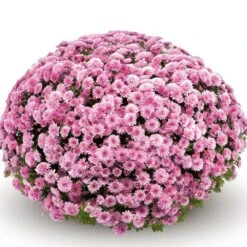 Belgian Mum® Jasoda Pink Plant