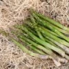 Jersey Knight Asparagus Plant - 2-3 Year Crowns - 10-Pack