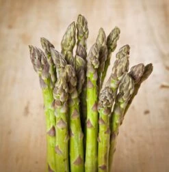 Jersey Supreme Asparagus Plant - 2-3 Year Crowns - 10-Pack