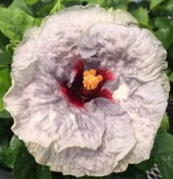 Johnny Reb Cajun Hibiscus